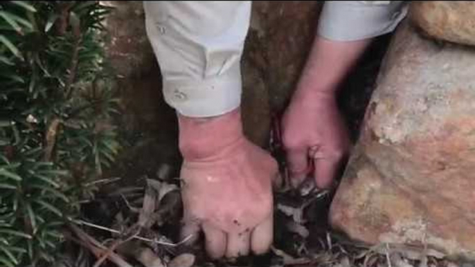 Adelaide Snake Catcher Executes Difficult Brown Snake Removal