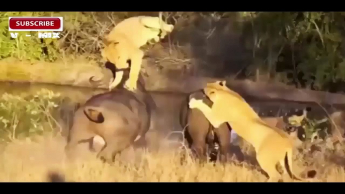 Best Animals Attacks On Lion Buffalo vs Lion vs zebra Animal attack. Nature & Wildlife com