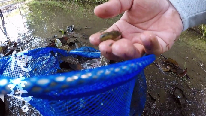 衝撃！タイヤのわだちでザリガニ大量捕獲！