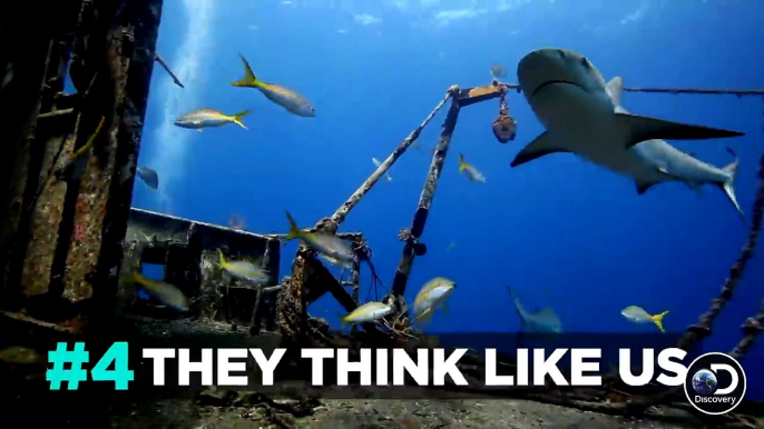 5 Ways Sharks Have Made Our Lives Better | SHARK WEEK