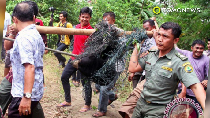 Beruang serang pasutri petani karet di Riau - TomoNews