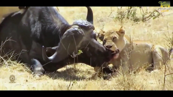 Lion, tiger,tiger vs Buffalo,crocodile fight Wild animals fight to death CRAZIEST Animal Fig