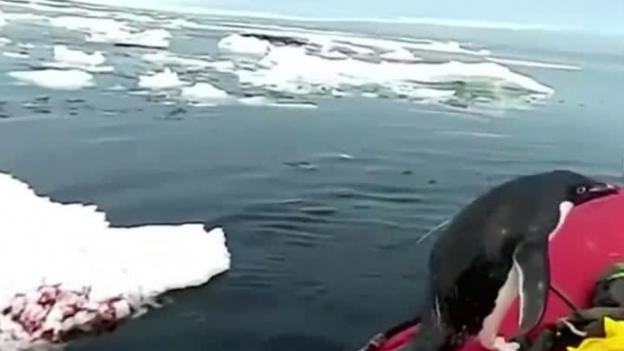 Penguin pops onto researchers' boat in Antarctica