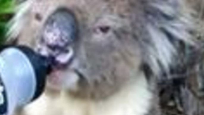 Thirsty Adelaide Koala Fed Water by Passing Cyclist