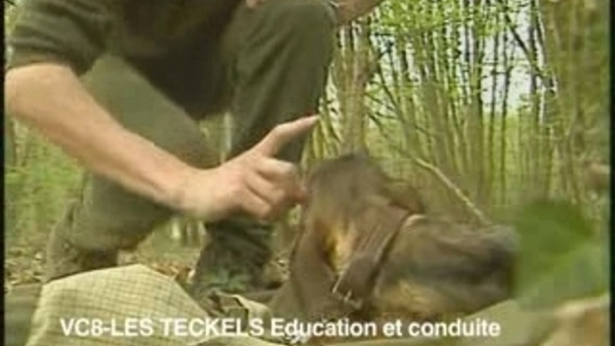 Les teckels-Éducation et conduite pour la chasse