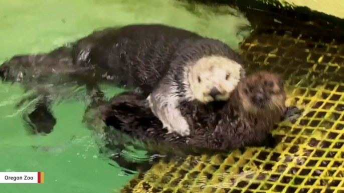 19-Year-Old Otter With One Lung Dies