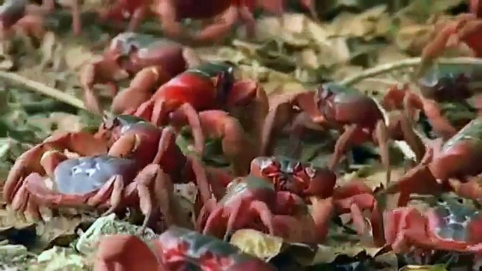 Documentary Ant National Geographic Documentary Yellow Crazy Ants Vs Red Crabs Wildlife An