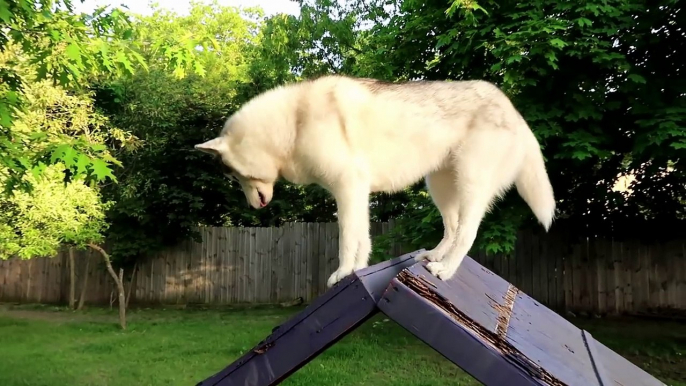 DIY AGILITY A-FRAME for Backyard Agility | Build an Agility Course