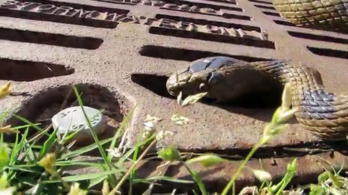 The Snakes Return! Toy Sharks Save Boys from the Toy Snake Invasion.