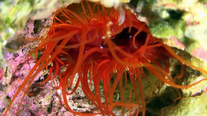 Solomon Islands Coral Reef in 4K