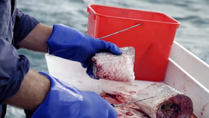 Tiger Shark Bites Through Jeremy Wades Boat River Monsters