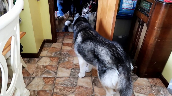 DOG SLEDDING ADVENTURE | Dog Vlog | Mini Iditarod