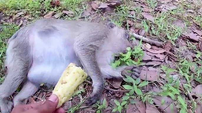 Real life of monkey - She doesnt want to eat