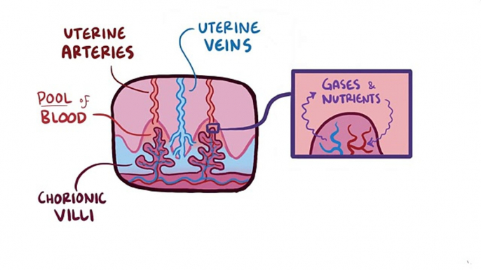 Placental abruption - causes, symptoms, diagnosis, treatment, pathology