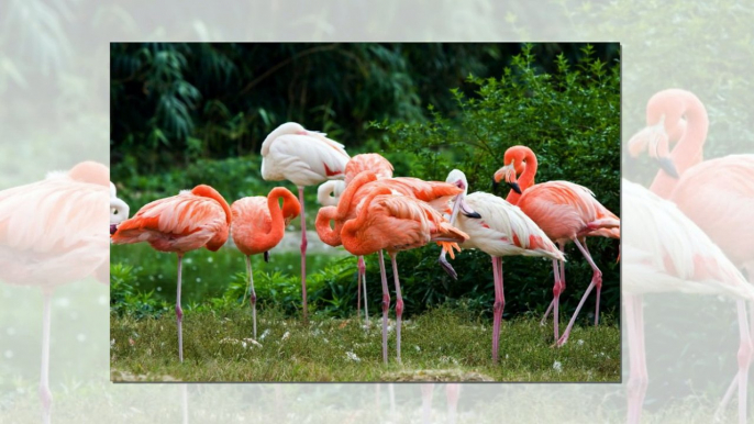 Phoenicopteridae birds - Have you ever seen them - It's wonderful !