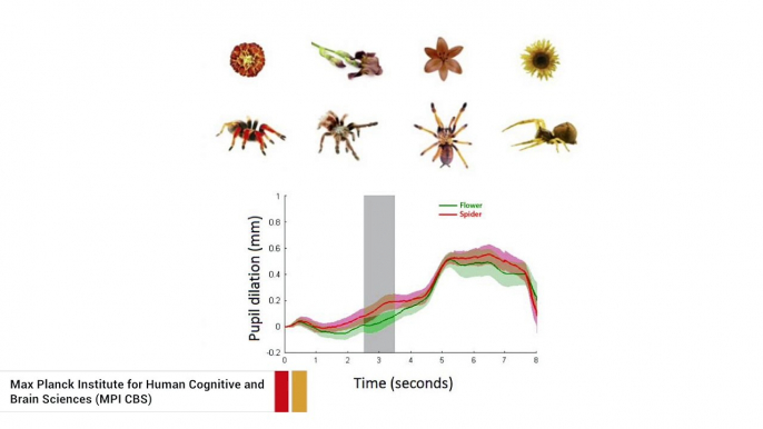 Study Suggests Our Fear Of Spiders And Snakes Is Likely Innate