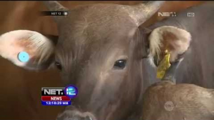 Pembeli Serbu Daging Sapi Murah - NET12