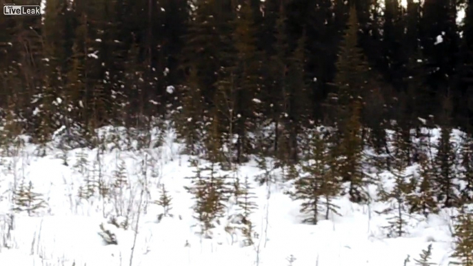 Willow Ptarmigan and Caribou