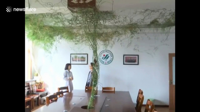 15-year-old asparagus fern takes over hospital meeting room