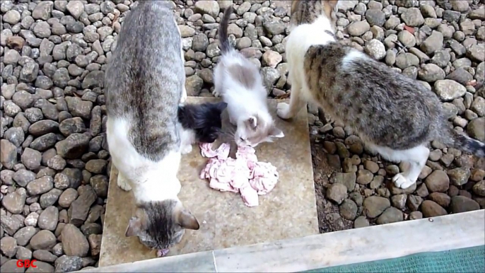 Cat family eating meat