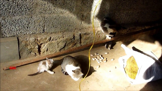 Cute cat family playing