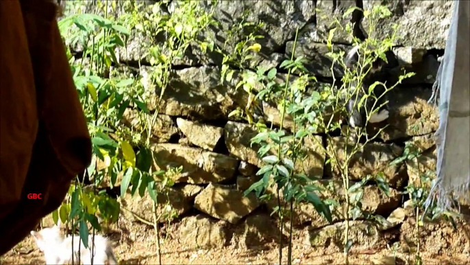 Cute kittens playing in backyard