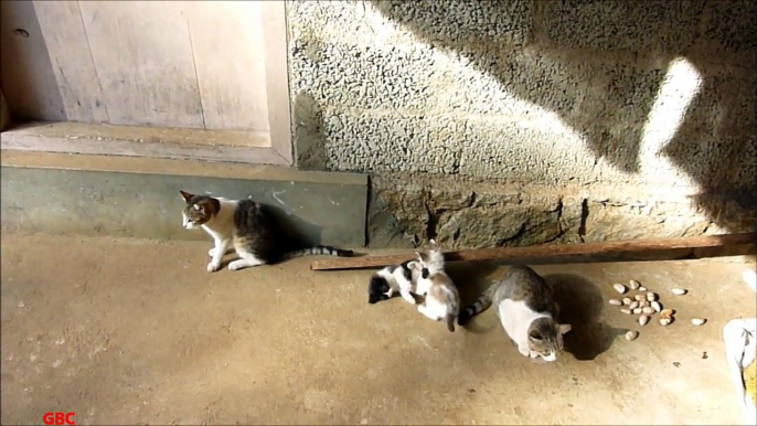 Cute kittens fighting