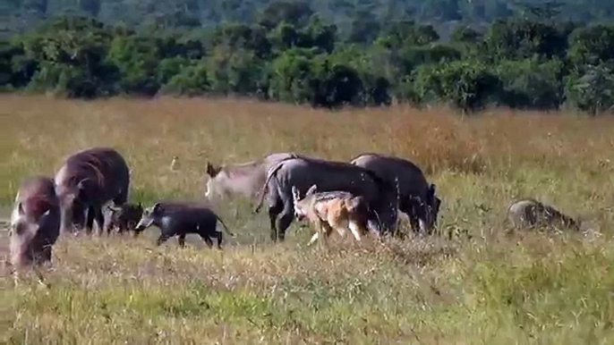 Black-backed jackals hunting warthog piglets