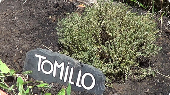 Como Y Porque Plantar Tomillo En El Huerto || La Huertina De Toni