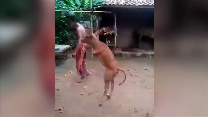 Cette vache sans pattes avant marche debout sur ses pattes arrières!