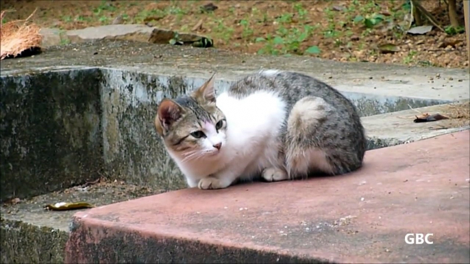 Cute cat in sleepy mood