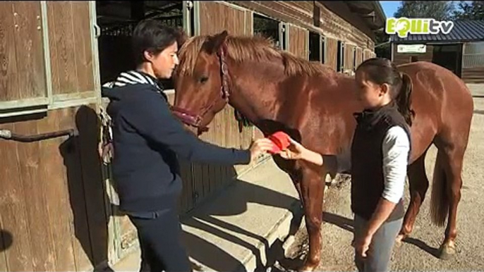 Apprendre à faire un super pansage à mon poney !!!!