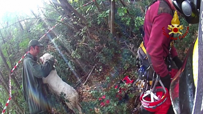 Italian Firefighters Use Harness to Rescue Dog From Crevasse