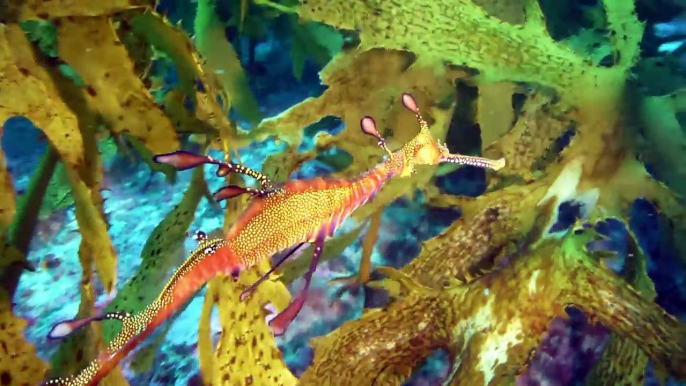 Diving Sydney, Port Jackson Sharks and Weedy Sea Dragon