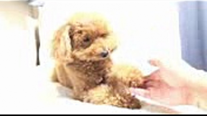 My Cute Dog  Toy Poodle(トイプードルのモカ) #44 やる気がなさすぎる握手をする犬Dog Tricks Shake Hands