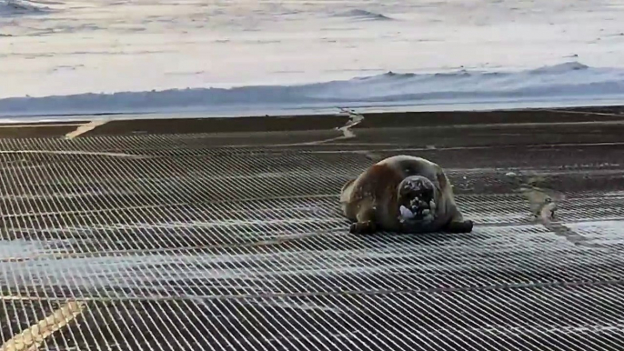 A 400 lbs bearded seal blocks an airport runway