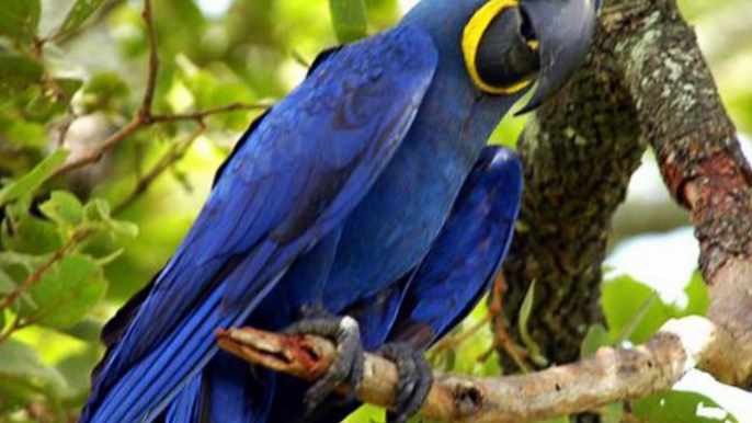 Top 3 most expensive birds in the world - They can to sell with the price of thousand dollars
