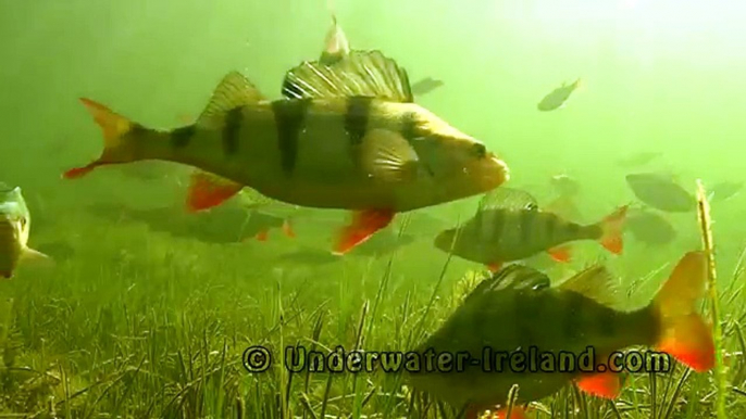 Big perch fishing with worms & soft-bait underwater attacks Рыбалка крупный окунь на червя и силикон