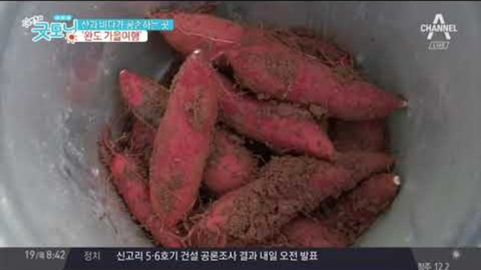 [여행]산과 바다가 공존하는 곳, 완도로 가을 여행 떠나볼까?