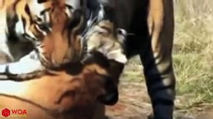 Tiger vs Tiger Fight To Death  Lion Became Hero After Take Care Of Baby Tiger