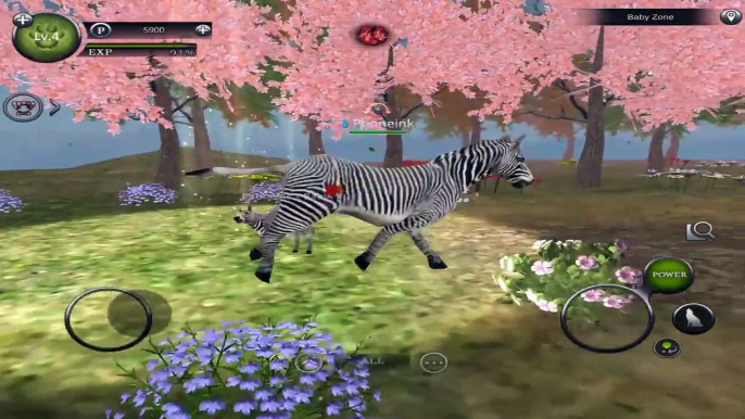 Wild Animals Online - Group of Zebras - Android/iOS - Gameplay Episode 9