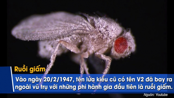 Khi động vật làm phi hành gia, kết quả thảm khốc hơn nhiều so với bạn tưởng tương