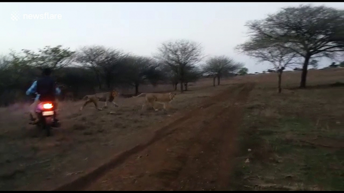 Police hunt for bikers who chased lions