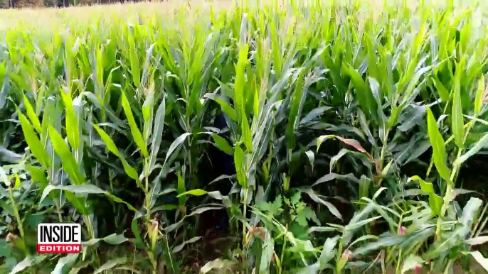 Loyal Dog Stays With Little Boy Who Was Lost in Cornfield For Hours-JXkdEaoQoZs