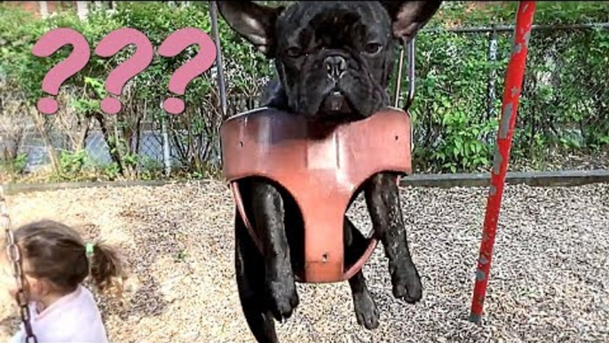 French Bulldog Takes a Turn on the Swing