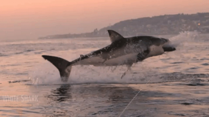 Shark Tour Organizer Posts Dramatic Great White Breach Video