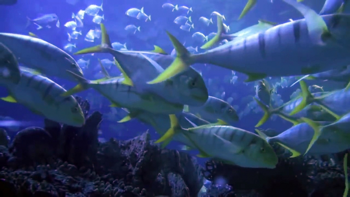Видео подводный мир рыбки в аквариуме Aquarium relax music