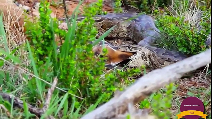 3Elephants Save Impala From 10 Wild Dogs, Deer vs Python vs Family Warthog, Lions Vs Buffalo