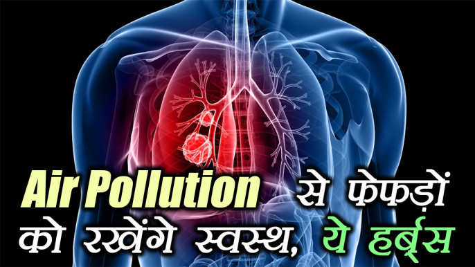 Air pollution से फेफड़ों को रखेंगे स्वस्थ, ये हर्ब्स | Herbs keep lungs healthy with air pollution