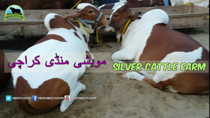 735 | Cow Mandi 2018/2019 | Karachi Sohrab Goth | Bakra eid in Pakistan